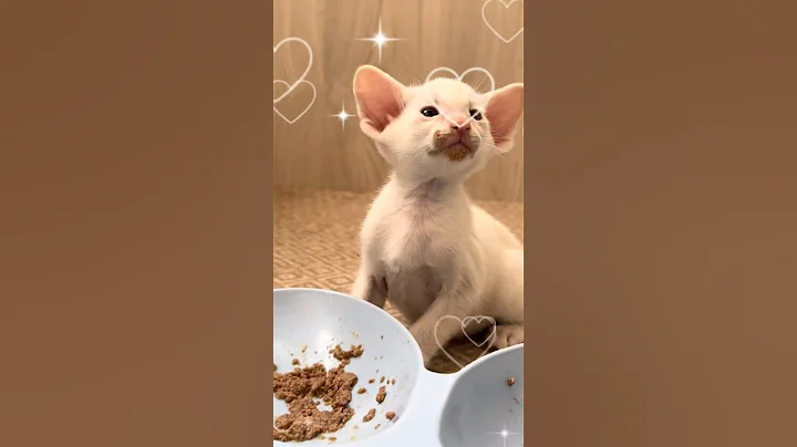 Video 11455041: peterbald kittens, peterbald cat, cute peterbald, cat kitten kitty animals