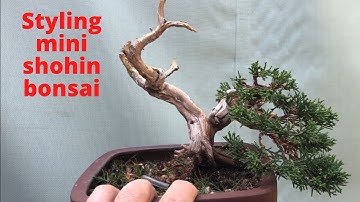 Styling mini shohin bonsai shimpau juniper Bonsai creation Bonsai jin shari deadwood