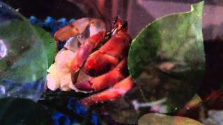 Hermit crab eating popcorn (HD) Hermit Crabs Love Popcorn