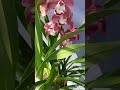 Орхидея Цимбидиум www.pazarstil.com