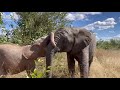 Baby elephant, Khanyisa pushes and chases young Timisa and tries to steal her food