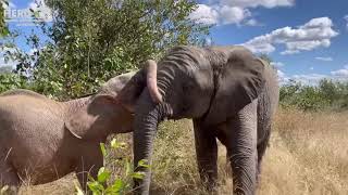 Baby elephant, Khanyisa pushes and chases young Timisa and tries to steal her food