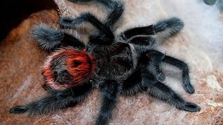 Tarantula Unboxing: Grammostola iheringi, Brachypelma boehmei, Tliltocatl albopilosus and B. smithi