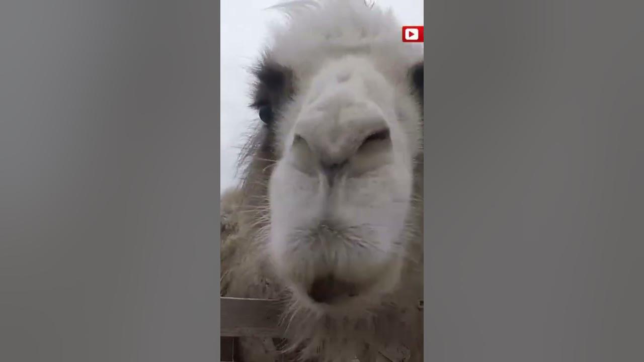 Camel eats bread We feed camels in the Altai Republic #Shorts - YouTube