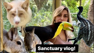 Toucan cuddles, foxes, maras, pigs, sanctuary vlog!!