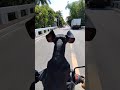 Asong marunong umangkas sa motor Super Lemon the Daschound #doggy #daschound #morongbataan