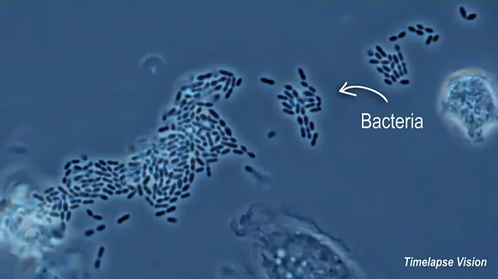Immune Cells Eating Bacteria (Phagocytosis) - DayDayNews