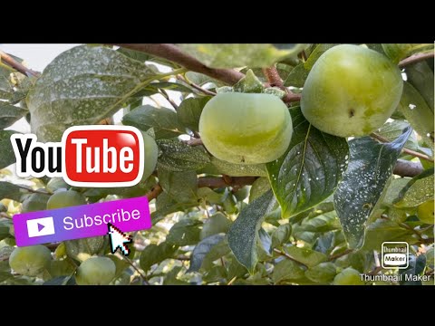 Видео: Чулуунаас Persmmon ургадаг