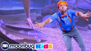 Blippi Visits an Aquarium | BEST OF @Blippi | Explore With Me!