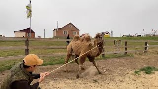 Говорит и показывает верблюжий остров