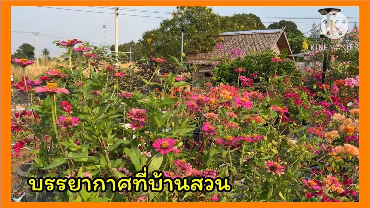 พาชมบรรยากาศที่บ้านสวน🪴❤️🪴