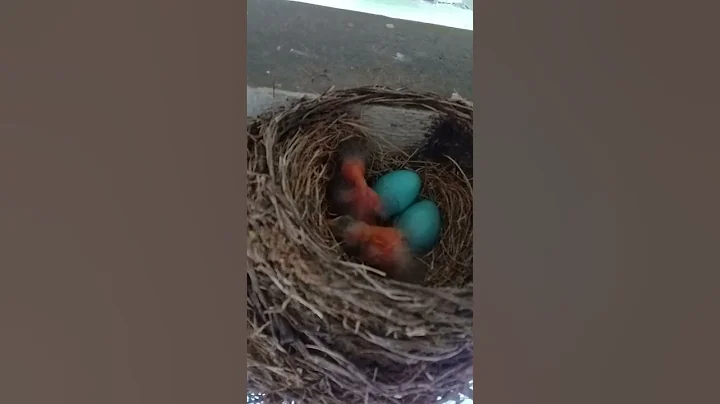 The new family in my neighborhood. Meet the Robin'...