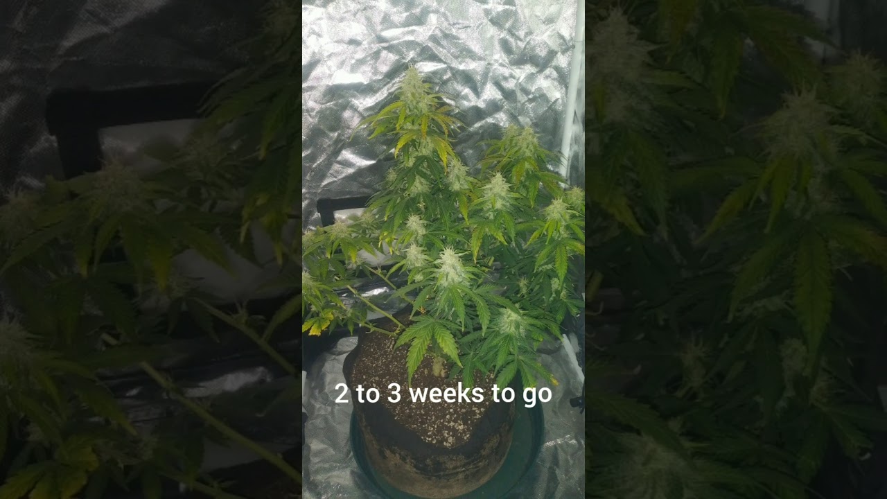 Not For Kids 21+CHANNEL. Good look at Sweet Tooth Auto Flower.