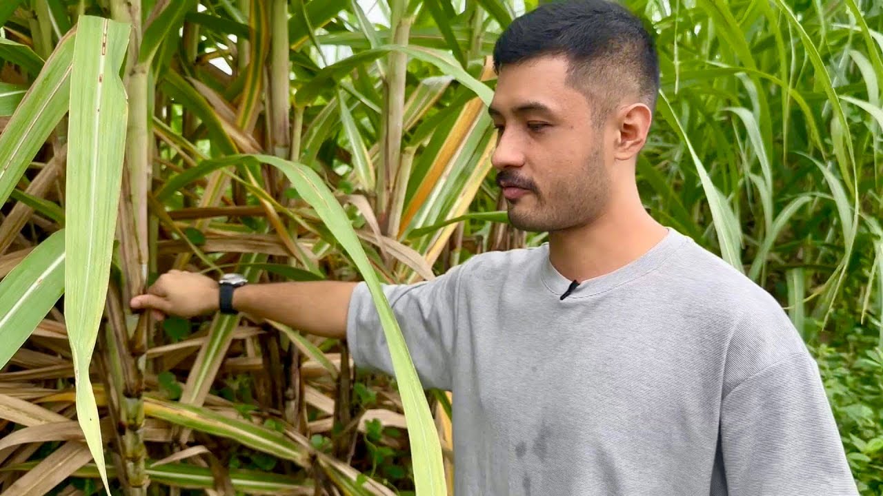 BIG INCOME OPPORTUNITY sa SUGARCANE FLAVORED DRINKS: Paraan ng Pagtatanim ng SUGARCANE para dito!