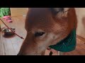 竹内まりやのシングルアゲイン歌ってみた!