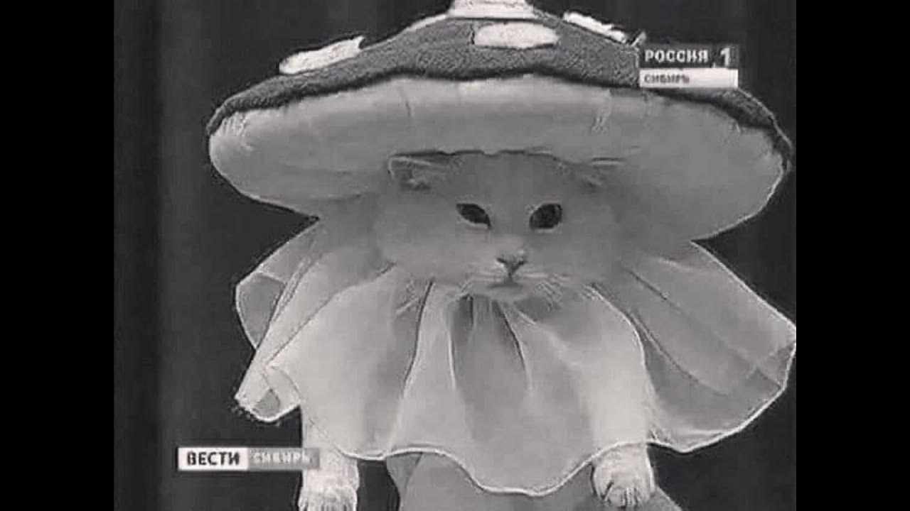 Кот в костюме мухомора