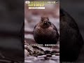 Stream Diving Sprites A small bird that can walk underwater, just look for the River Crow!