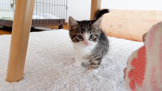 Kitten Coco refuses to be brushed with all his might