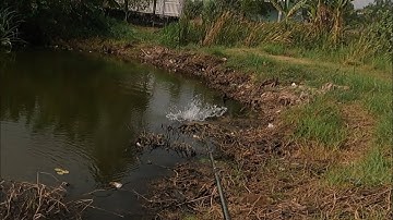 câu cá lóc thiên nhiên #8 tân phú đông.Thái Thanh fishing