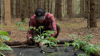 Solo Log cabin building, Cucumbers and tomatoes in the forest