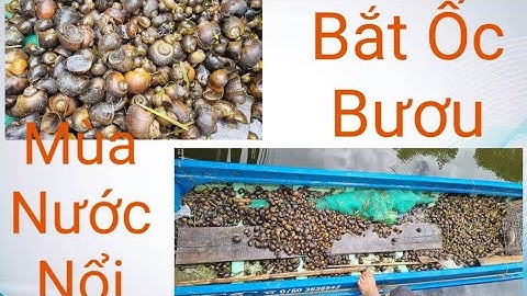 Bắt Ốc Bươu (Vàng) Mùa Nước Nổi_ Chí Hải Media