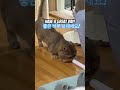 굿모닝! MorningCat! #cat#먼치킨고양이#cutecat #funnycat#catshorts#fun cat#feline#Munchkin cat