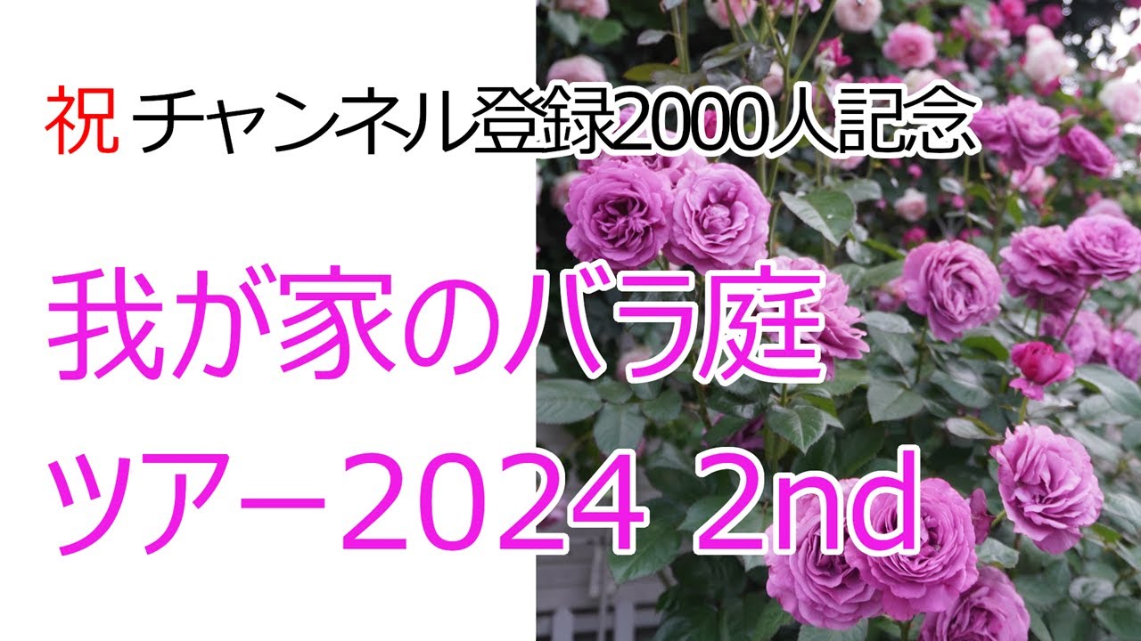 Rose] Thank you for subscribing to our channel for 2,000 people