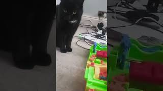 Seeing how my cat reacts to a loud timer ⏲️ 🐱