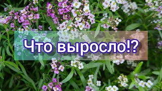 Что выросло 2021// Отчет о посеве семян из обзора// ч.1// #садовыецветы #обзорсемян