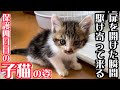 人間に捨てられても人間の姿を見ると駆け寄って来る子猫の姿