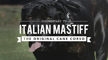 THE ORIGINAL CANE CORSO, ITALIAN MASTIFF