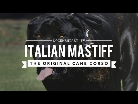 Video: Nama-nama Anjing Roman Terbaik untuk Saya Coke Corso