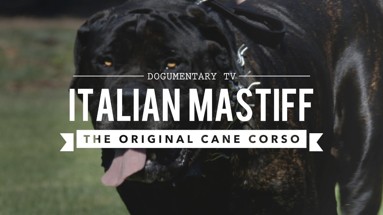 The Original Cane Corso Italian Mastiff