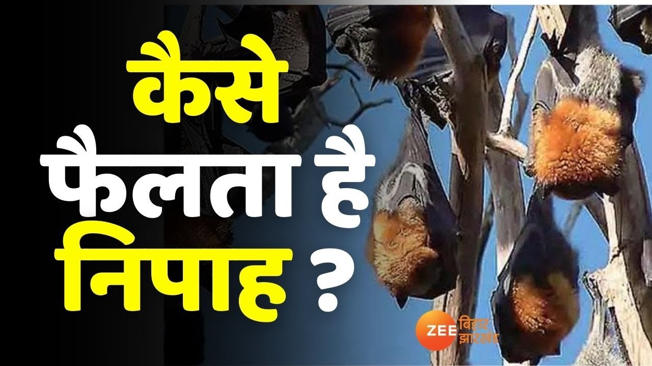 Nipah Virus: कैसे फैलता है निपाह वायरस ? | Nipah Virus Symptoms