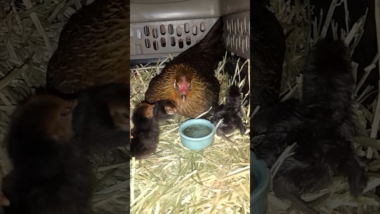 Bantam Hen Teaching Chicks to Drink YouTube