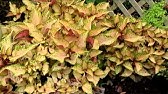 Coleus Colorblaze Alligator Tears