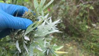 🇬🇧🦍 uk guerilla grow week 25 🇬🇧🦍 #reepwhatyousow #420 #fyp #guerillagrow 