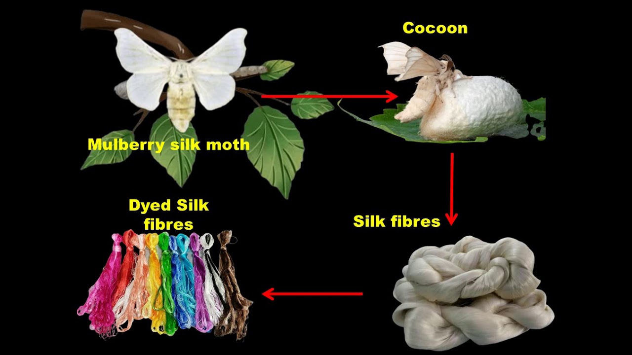 case study questions for class 7 science fibre to fabric