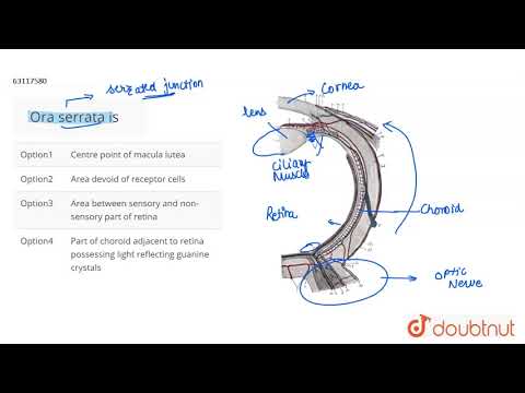 Vídeo: On és l'ora serrata retinae?