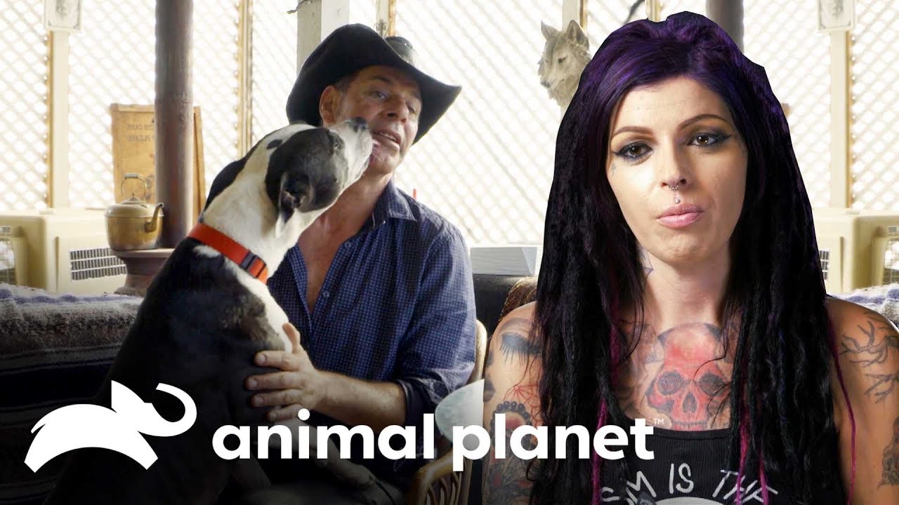 Será que o Spot pode ser um cão terapeuta? | Pit bulls e condenados | Animal Planet Brasil