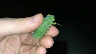 Green cicada dies-|Dark Souls Meme|