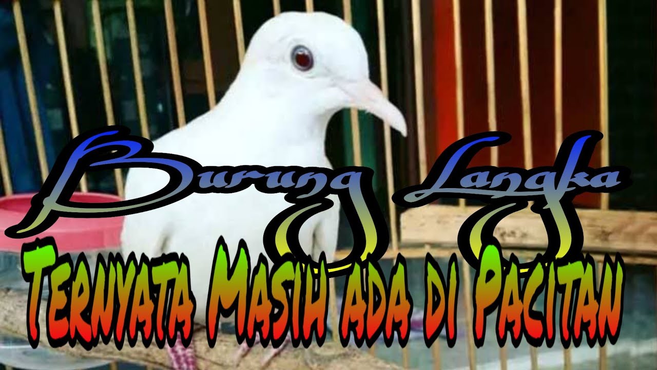 Burung Perkutut Putih Ternyata Masih ada disekitar Pacitan 