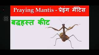 Insects name 30 August 2016 part 2