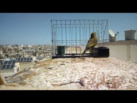 Greenfinch Malta