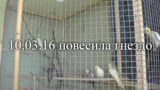 Попугаи нимфа - корелла Коротко ИТОГИ РАЗВЕДЕНИЯ сроки. Селя и Гриша. Попугаи нимфа - корелла Коротко ИТОГИ РАЗВЕДЕНИЯ сроки. Селя и Гриша.