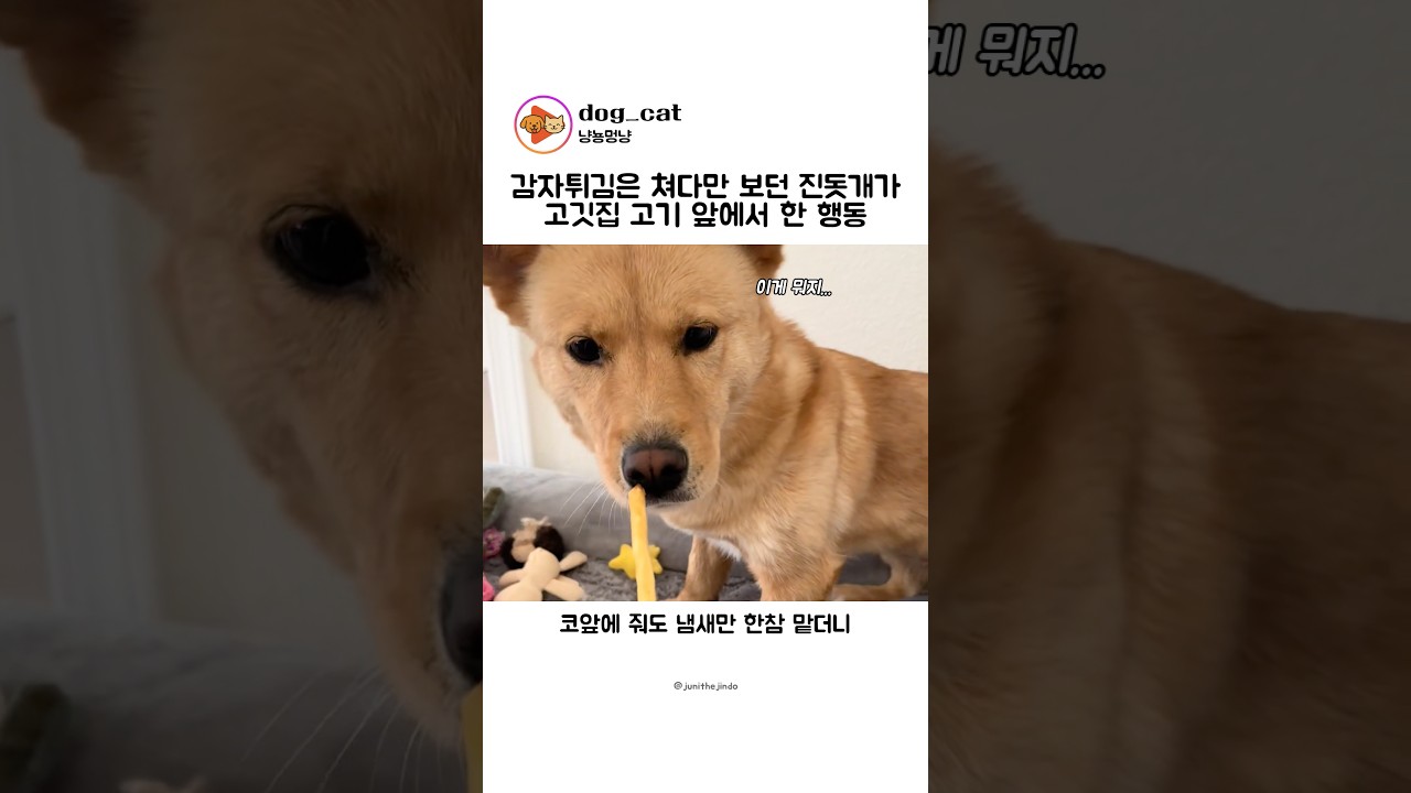 감튀는 쳐다도 안보던 진돗개가 고기를 보면