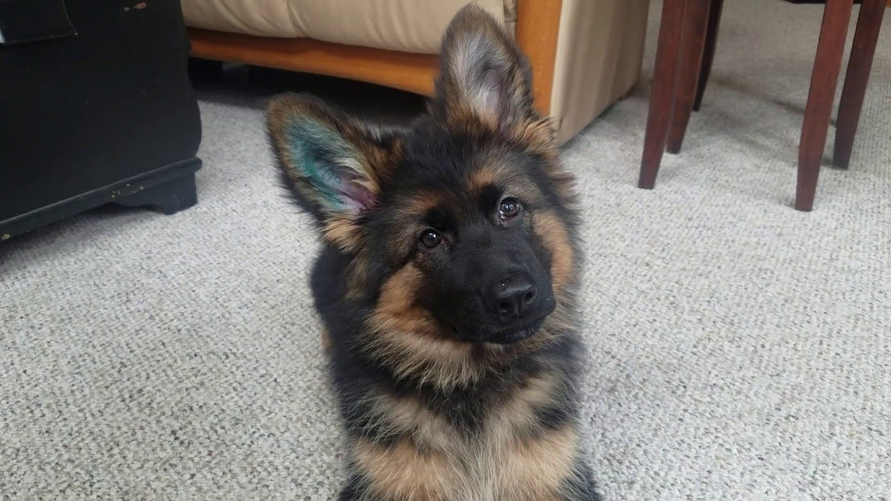 Adorable German Shepherd Puppy || ViralHog - YouTube