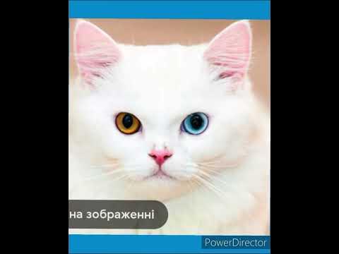 який котик нравиться тобі - YouTube
