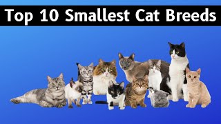 Top 10 Small Cat Breeds — Top 10 Wizard