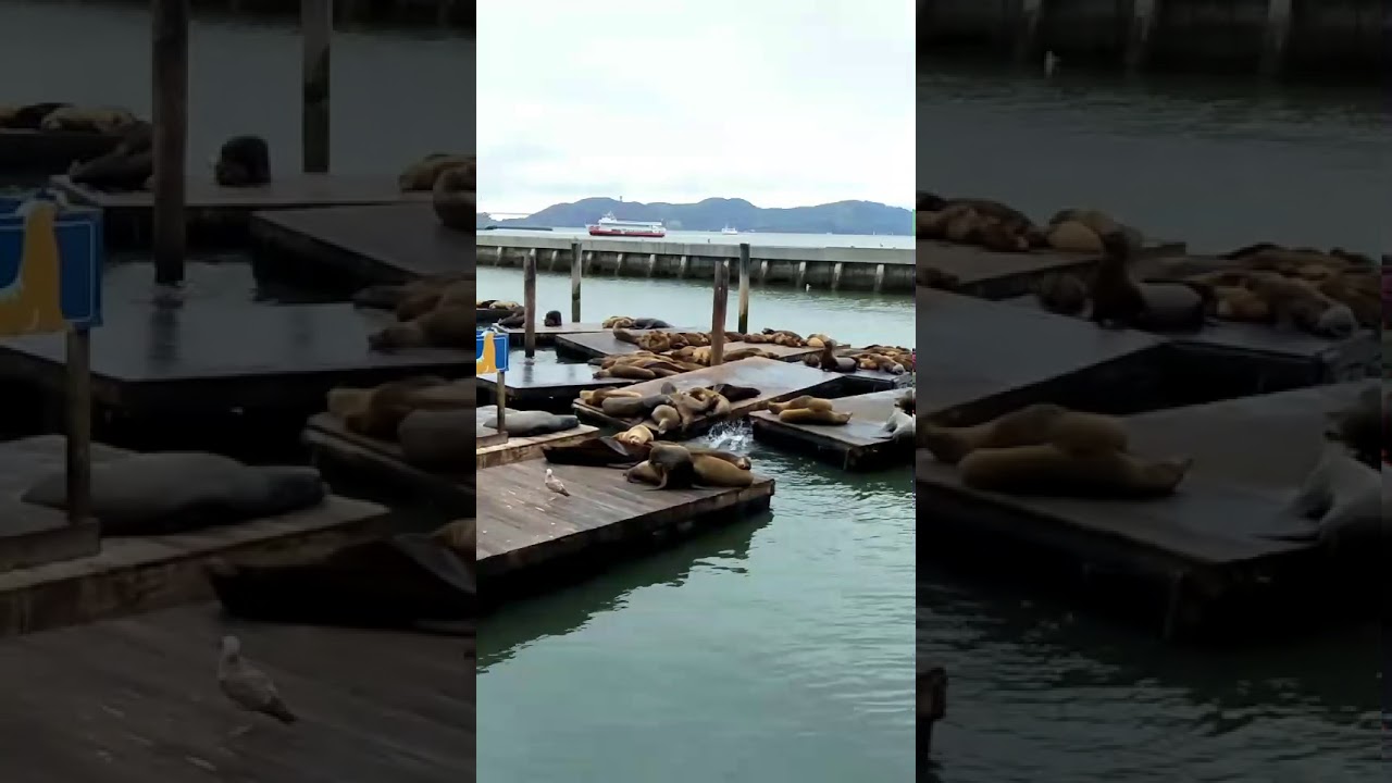 Fisherman S Wharf Pier 39 San Francisco 舊金山漁人碼頭39號碼頭海獅 Youtube